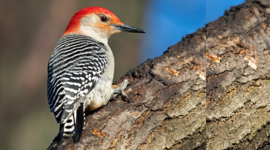 Adventures With A Woodpecker Named Donnie